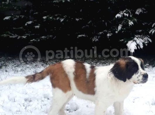 Akkuş Üreti̇m Çi̇ftli̇ği̇nden St Bernard Yavrulari görsel