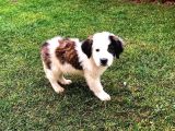 Akkuş Üreti̇m Çi̇ftli̇ği̇nden St Bernard Yavrulari