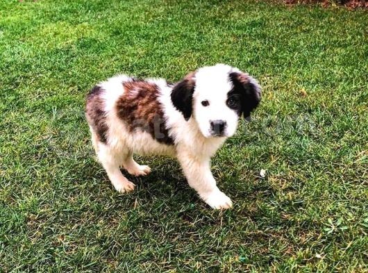 Akkuş Üreti̇m Çi̇ftli̇ği̇nden St Bernard Yavrulari görsel