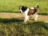 Akkuş Üreti̇m Çi̇ftli̇ği̇nden St Bernard Yavrulari