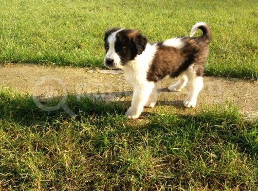 Akkuş Üreti̇m Çi̇ftli̇ği̇nden St Bernard Yavrulari görsel