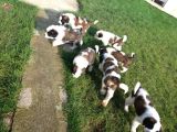 AKKUŞ ÜRETİM ÇİFTLİĞİNDEN ST BERNARD YAVRULARI