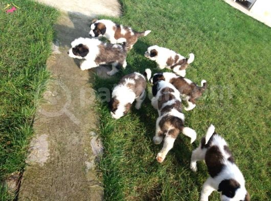 Akkuş Üreti̇m Çi̇ftli̇ği̇nden St Bernard Yavrulari