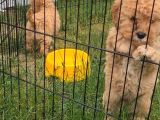 AKKUŞ ÜRETİM ÇİFTLİĞİNDEN MALTİPOO YAVRULARI