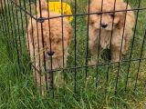 Akkuş Üreti̇m Çi̇ftli̇ği̇nden Malti̇poo Yavrulari