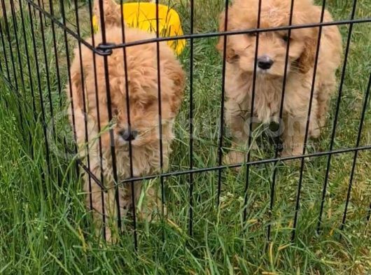 Akkuş Üreti̇m Çi̇ftli̇ği̇nden Malti̇poo Yavrulari görsel