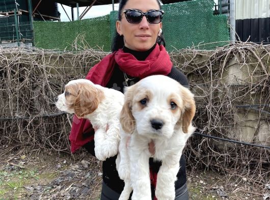 Cavalier Yavrularım Sağlık Ve Irk Garantilidir görsel