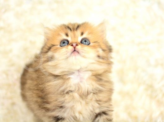 Show Kalite Golden Ny25 British Longhair görsel