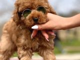 Toy Poodle Yavrumuz Mozi