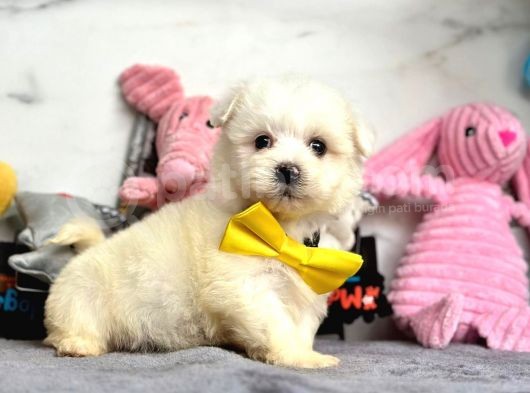 Mini Sevimli Maltese Güzel Yavrular görsel