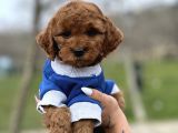Orjinal Toy Poodle Yavrularımız