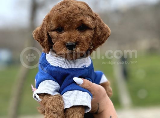Orjinal Toy Poodle Yavrularımız görsel