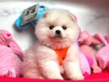 Pomeranian Boo Sevimli Mini Boy Yavrular