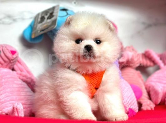 Pomeranian Boo Sevimli Mini Boy Yavrular görsel