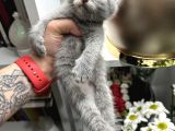 British Shorthair Dişi Erkek Yavrular