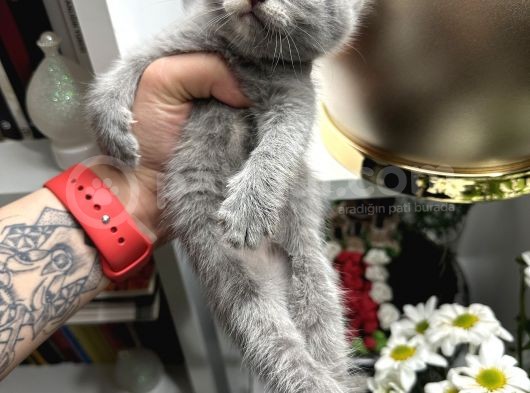 British Shorthair Dişi Erkek Yavrular görsel