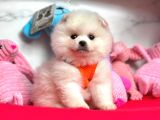 Pomeranian Boo Sevimli Mini Boy Yavrular