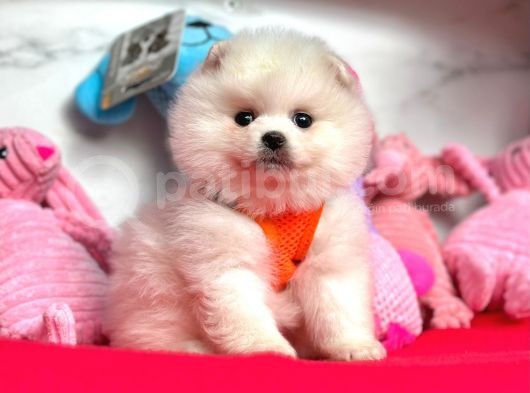 Pomeranian Boo Sevimli Mini Boy Yavrular görsel