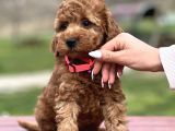 Farklı Renk Tonları Ile Toy Poodle Yavrularımız
