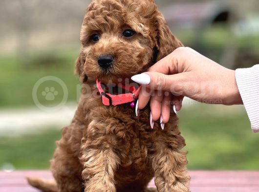 Farklı Renk Tonları Ile Toy Poodle Yavrularımız görsel