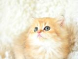 Tr'Nin En Değerli Yavrusu Ny11 British Longhair