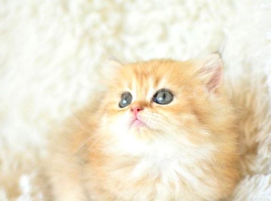 Tr'Nin En Değerli Yavrusu Ny11 British Longhair görsel