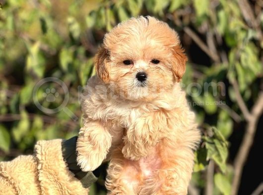 Mini Boy Ciftligimizden Maltipoo Bebekler görsel