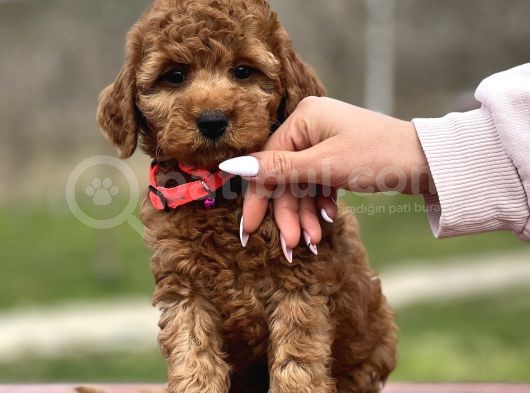 Farklı Renk Tonları Ile Toy Poodle Yavrularımız görsel