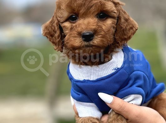 Orjinal Toy Poodle Yavrularımız