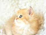 Tr'Nin En Değerli Yavrusu Ny11 British Longhair