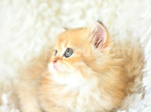 Tr'Nin En Değerli Yavrusu Ny11 British Longhair görsel