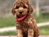 Farklı Renk Tonları Ile Toy Poodle Yavrularımız