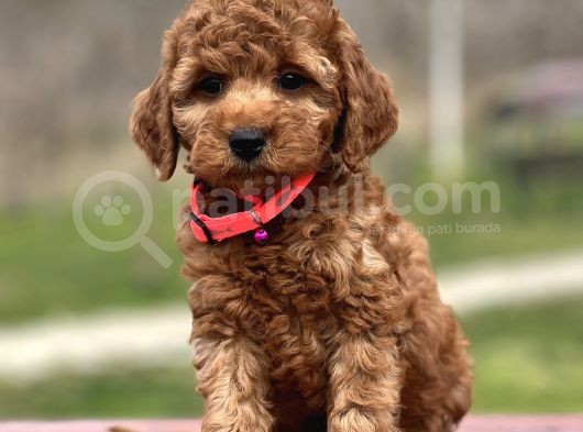Farklı Renk Tonları Ile Toy Poodle Yavrularımız görsel
