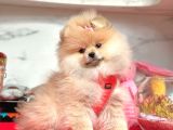Ayıcık Surat Boo Pomeranian Yavrular