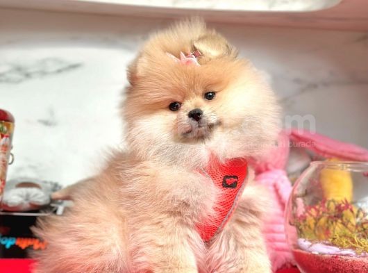 Ayıcık Surat Boo Pomeranian Yavrular
