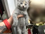 British Shorthair Dişi Erkek Yavrular