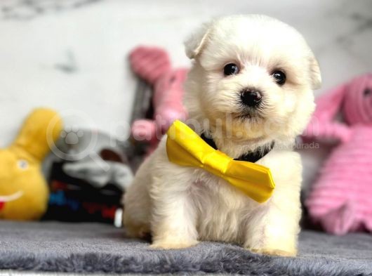 Mini Sevimli Maltese Güzel Yavrular görsel