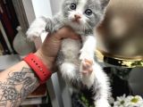 British Shorthair Bicolor Yavru