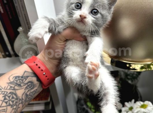 British Shorthair Bicolor Yavru görsel
