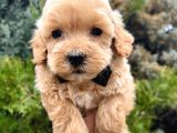 Babyface MALTIPOO yavrumuz