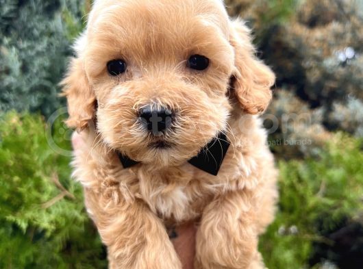 Babyface Maltipoo Yavrumuz