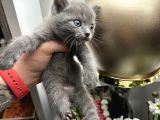 British Shorthair Dişi Erkek Yavrular