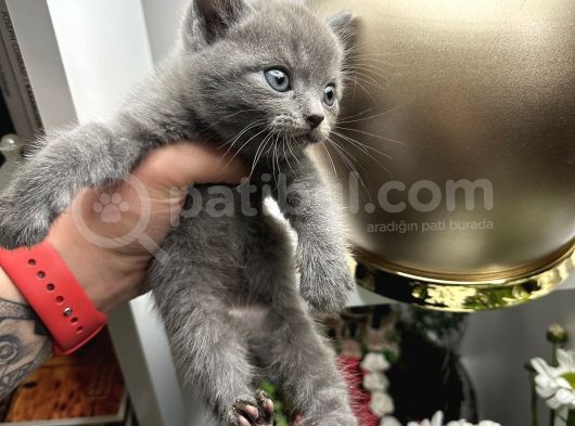 British Shorthair Dişi Erkek Yavrular görsel