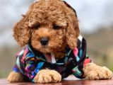 Microchipli Aşılı Toy Poodle Yavrularımız