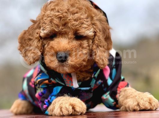 Microchipli Aşılı Toy Poodle Yavrularımız görsel