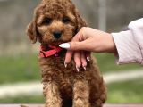 Orjinal Toy Poodle Yavrular