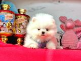 Teddy Face Boo Pomeranian Yavrular