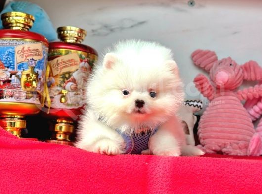 Teddy Face Boo Pomeranian Yavrular görsel