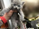 British shorthair dişi erkek yavrular