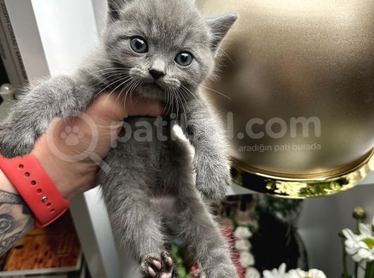 British Shorthair Dişi Erkek Yavrular